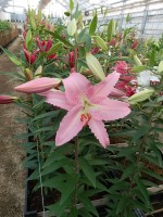 [5346 Chelsea DJ No01.JPG]